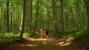 Randonneurs sur un sentier forestier estival sans texte ni marque