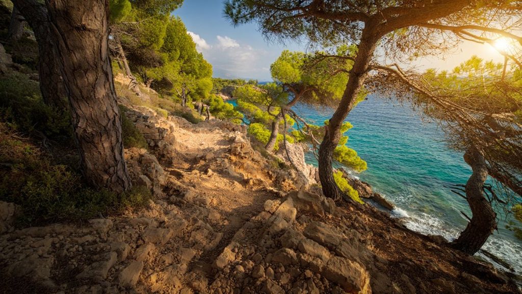 Sentier côtier bordé de pins avec mer turquoise